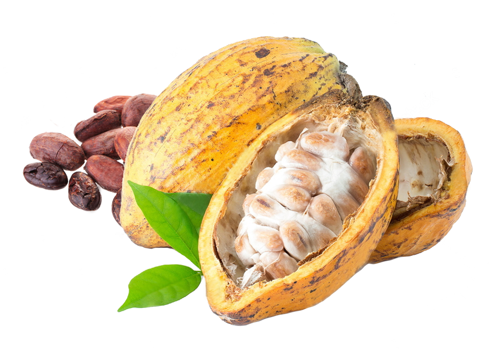 Cacao-PNG-Free-File-Download2